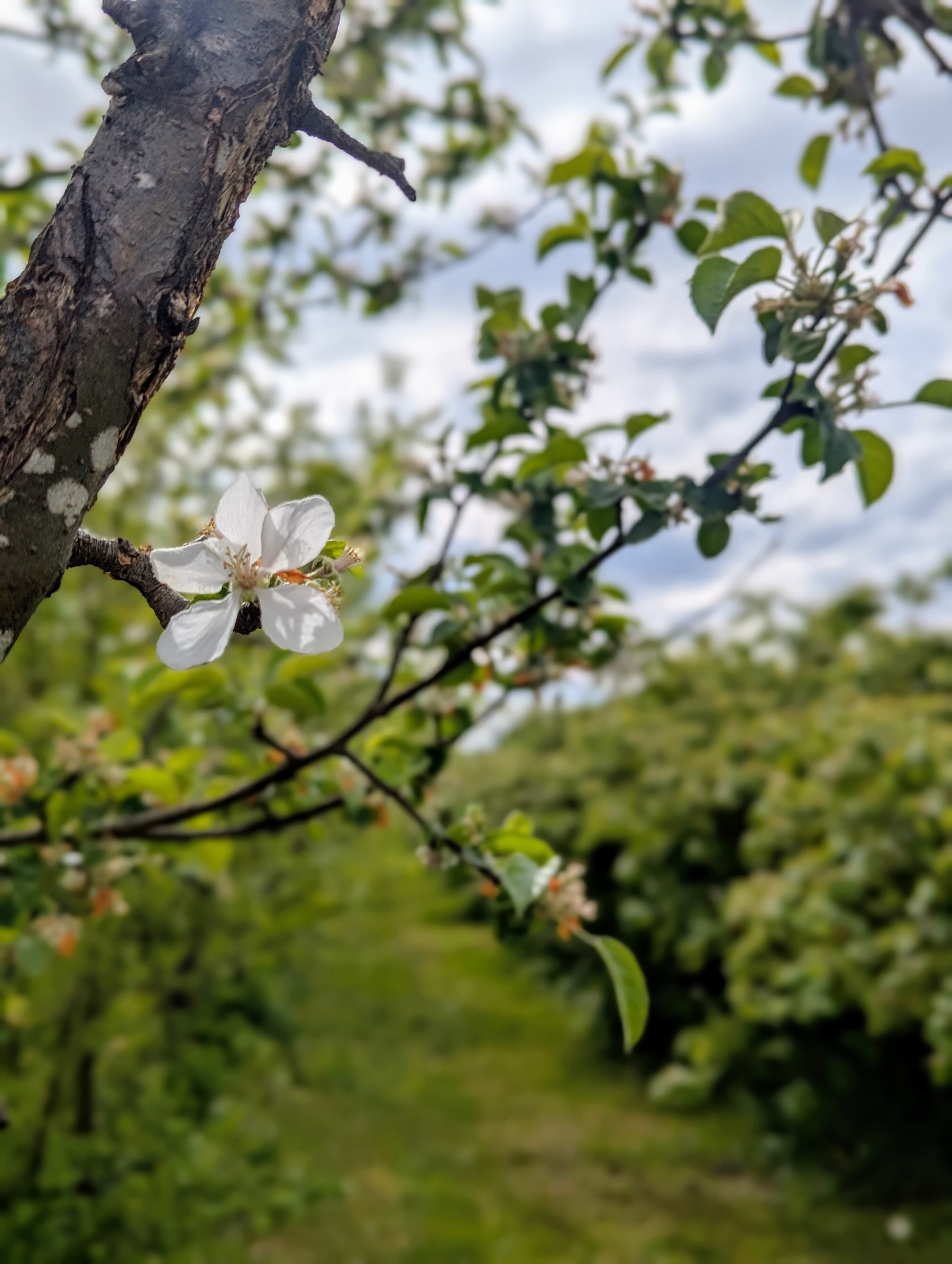 Exploring Puget Sound: Your Ultimate Cidery Road Trip Guide